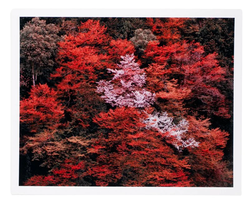Lena C. Emery - Yuka & The Forest - Image 3