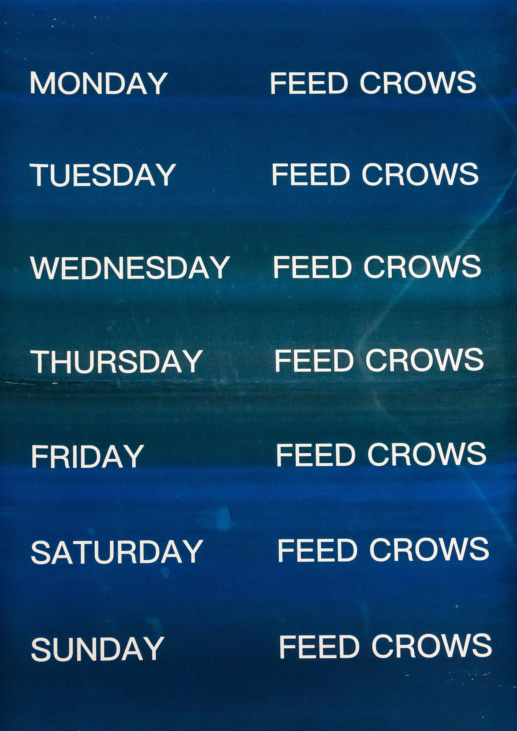David Horvitz - Feed Crows (Print) - Image 10