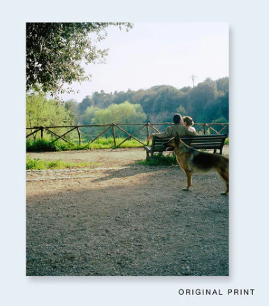 John Divola - Seven Dogs - Image 5