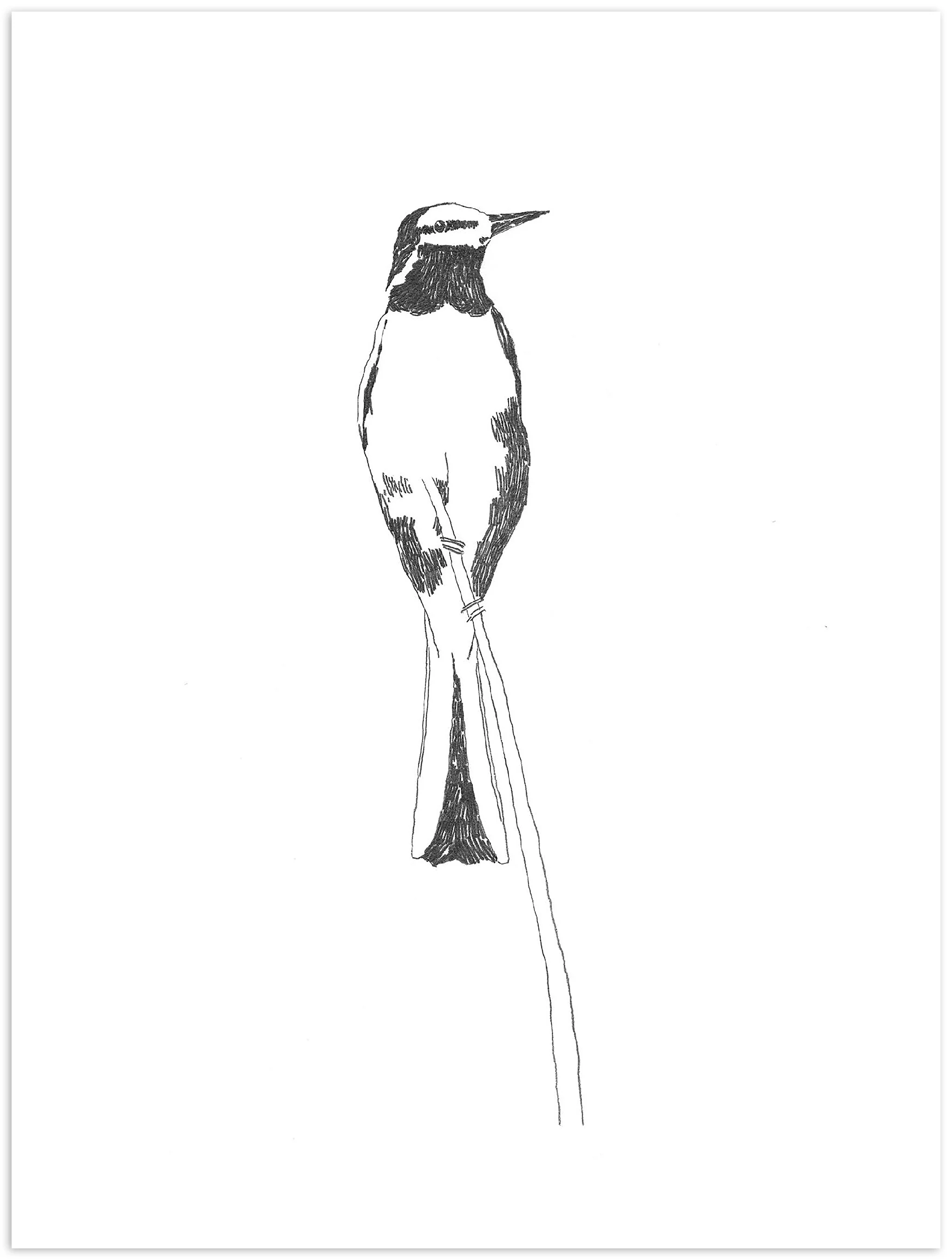 Nigel Peake - Birds of Japan