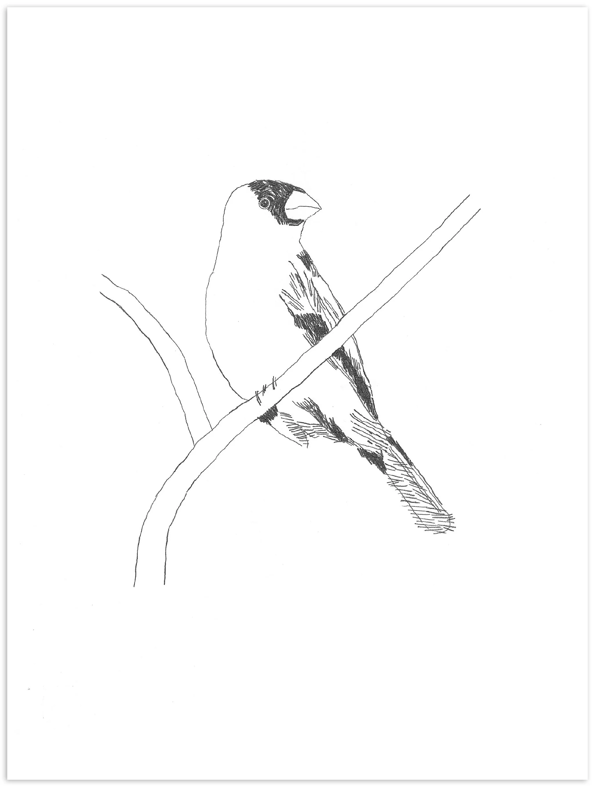 Nigel Peake - Birds of Japan - Image 2