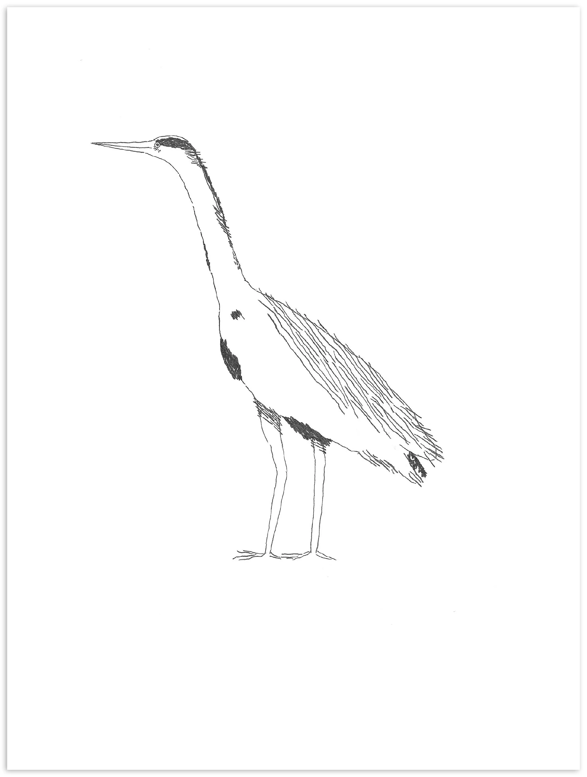 Nigel Peake - Birds of Japan - Image 3