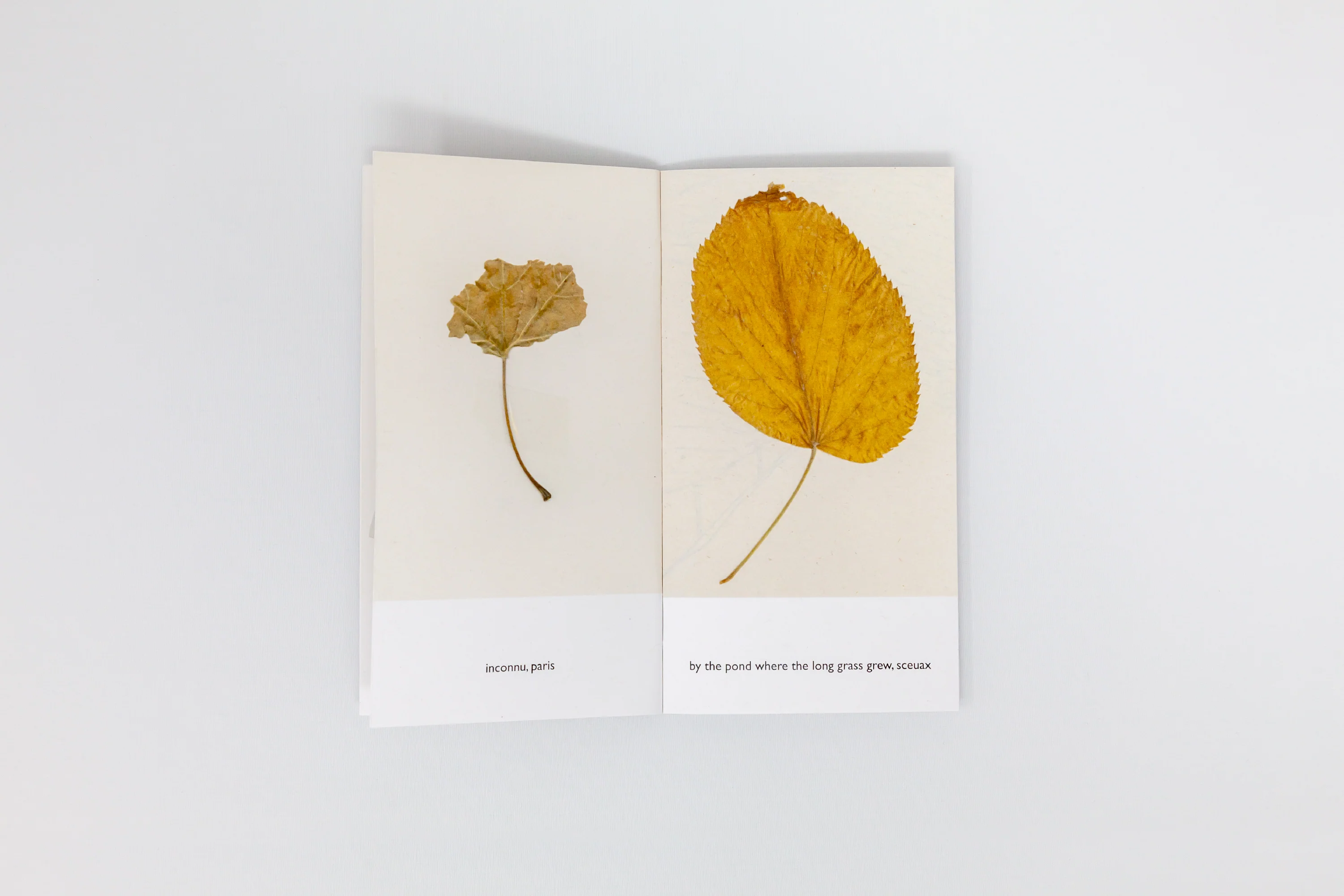 Nigel Peake - The Sound of a Leaf Falling - Image 5