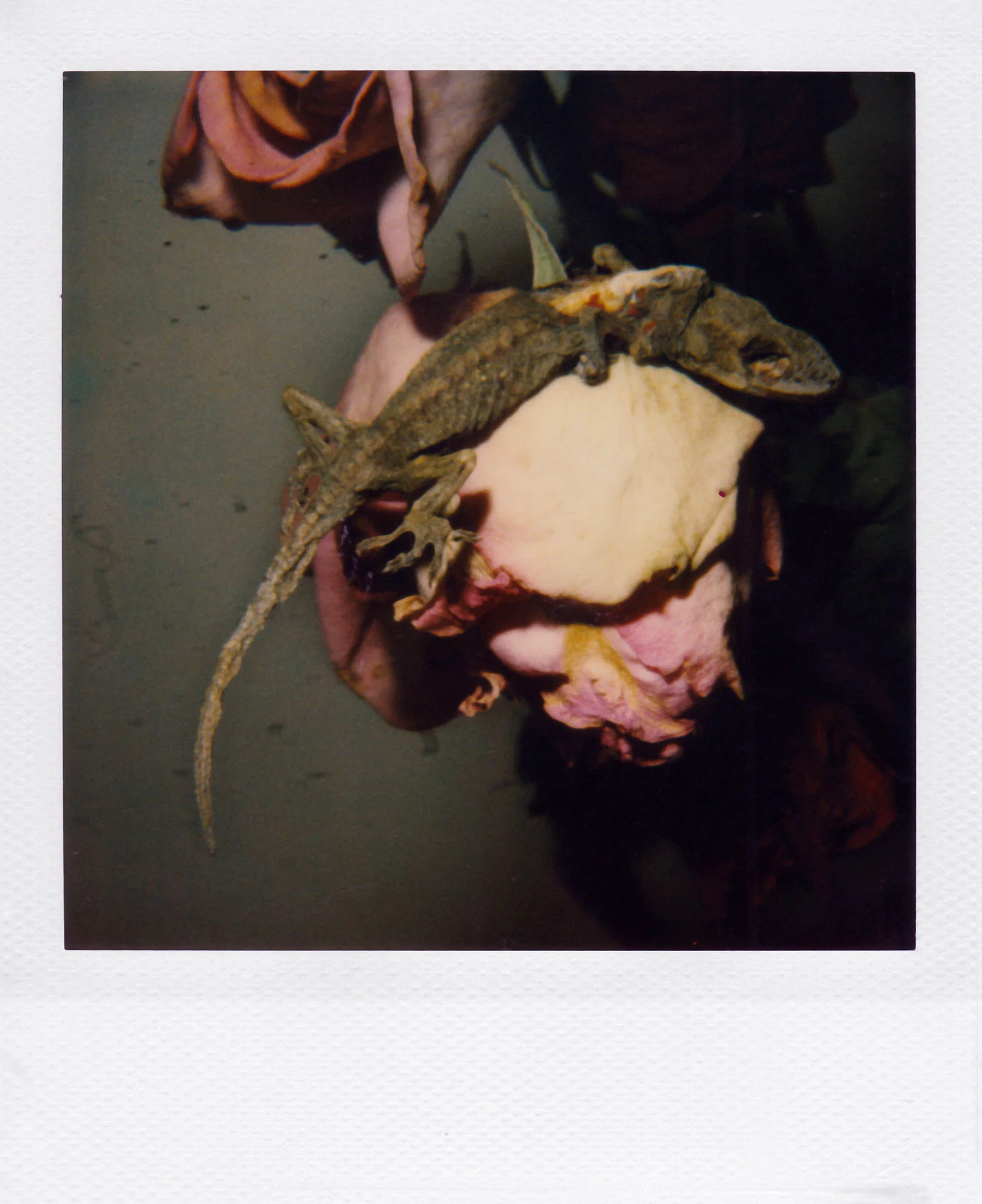 Nobuyoshi Araki <br><em>Flower</em>, 2006-2009 - Image 15