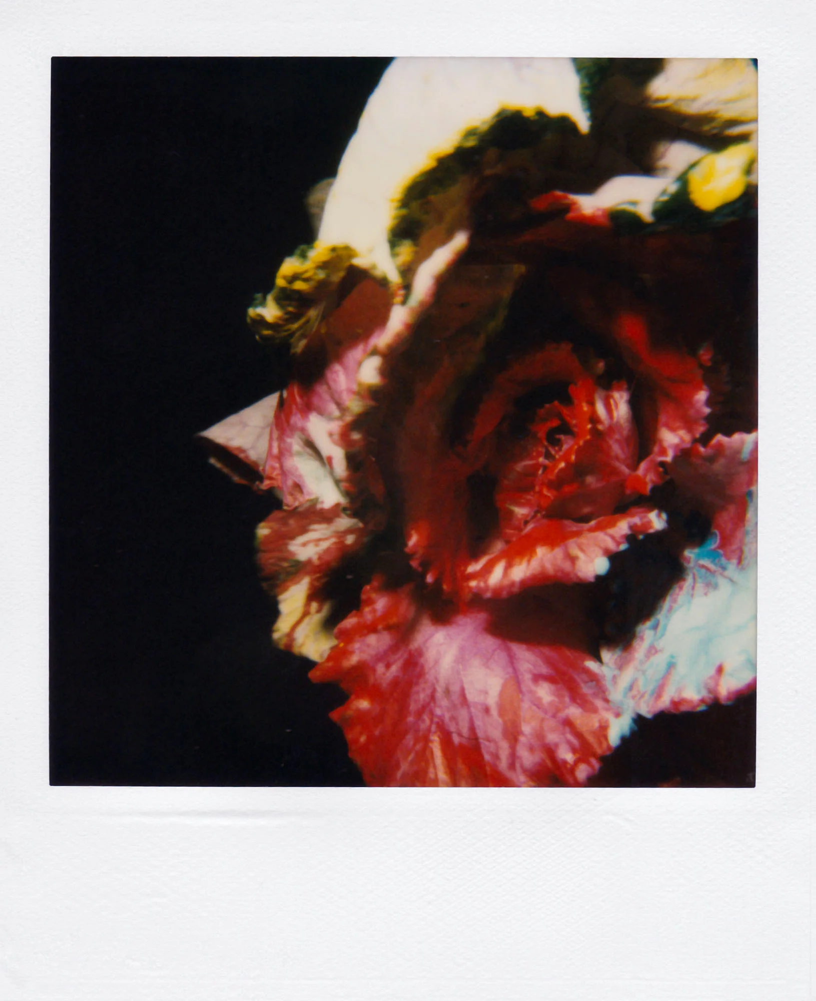 Nobuyoshi Araki <br><em>Flower</em>, 2006-2009 - Image 17