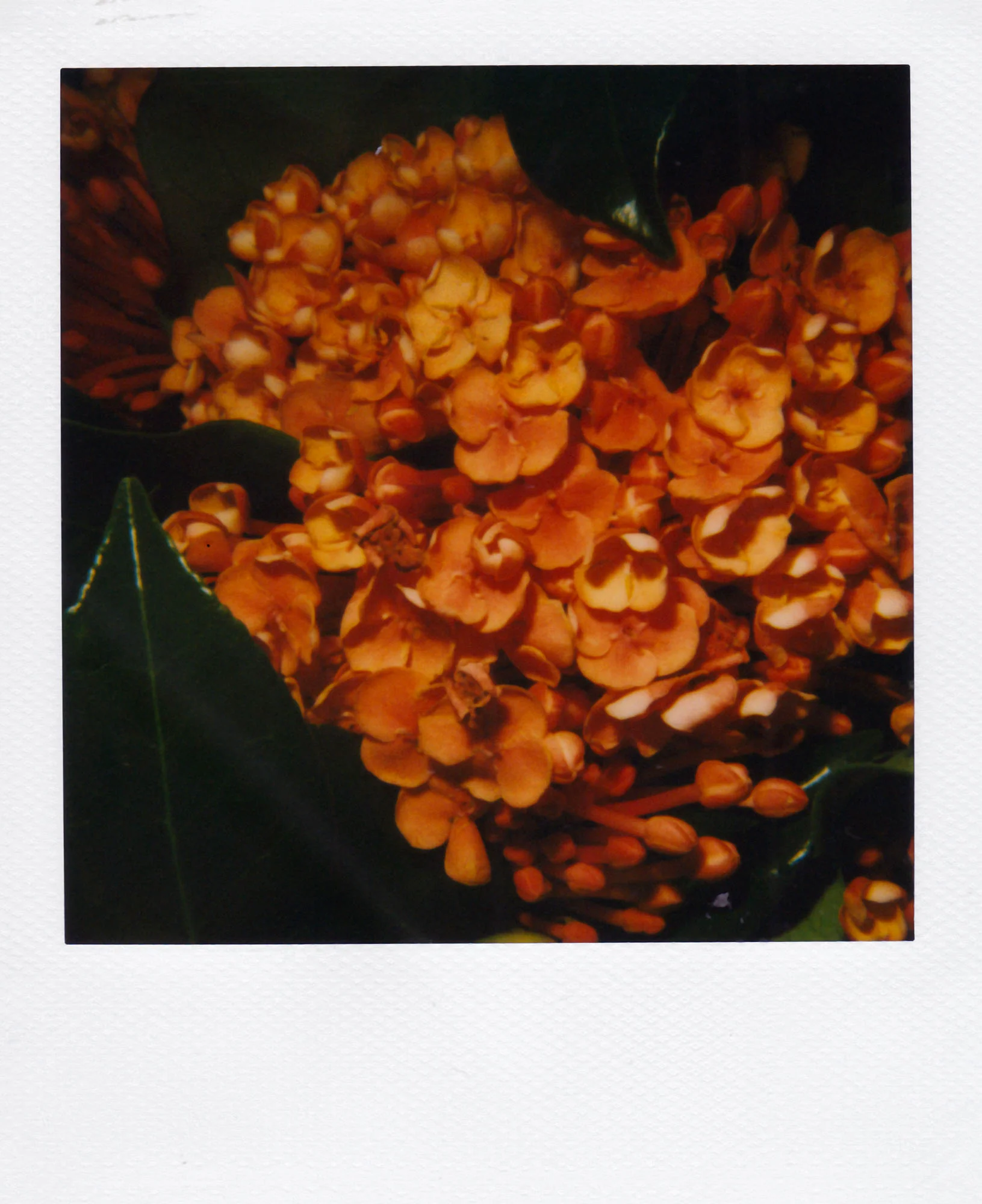 Nobuyoshi Araki <br><em>Flower</em>, 2006-2009 - Image 25