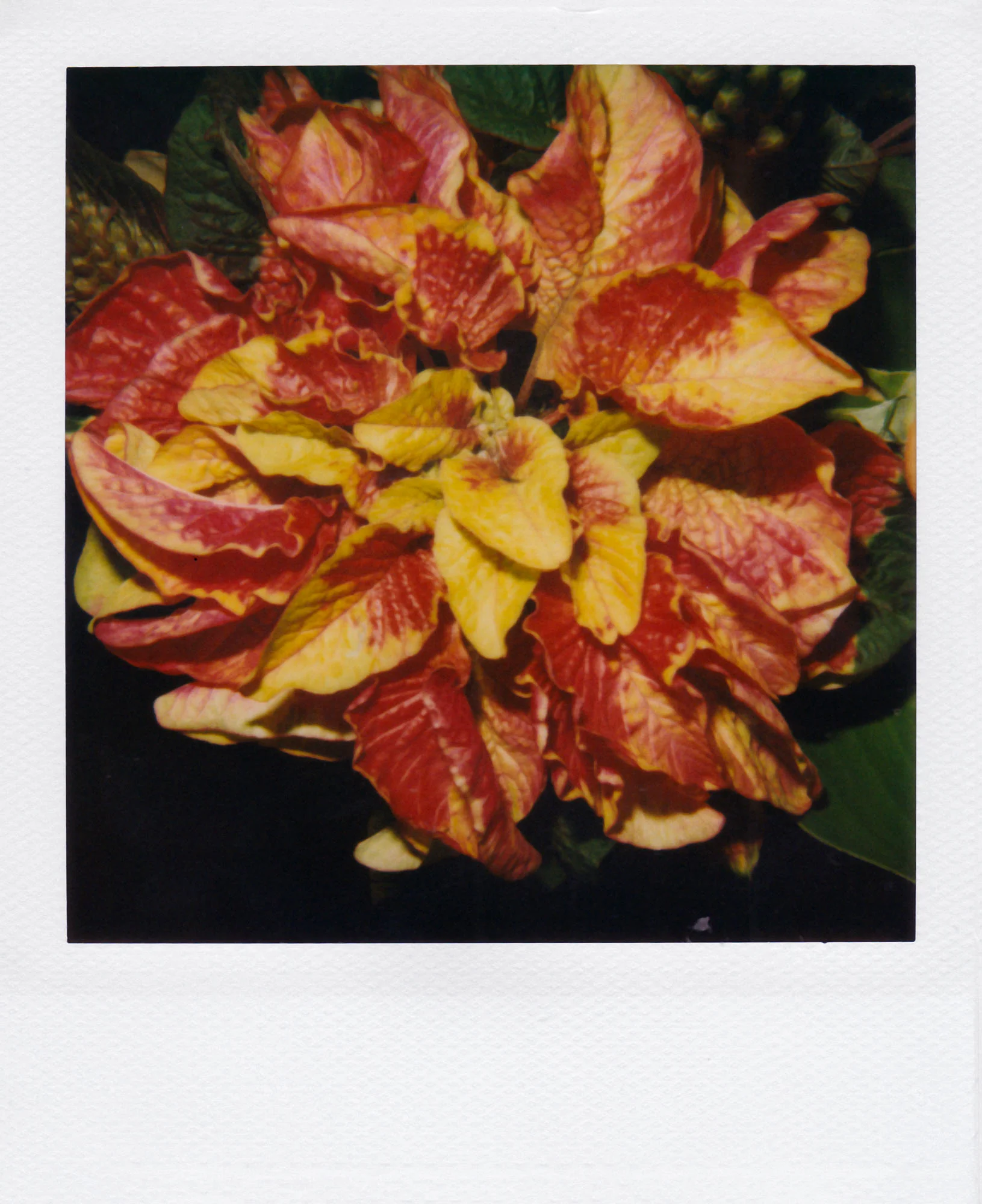 Nobuyoshi Araki <br><em>Flower</em>, 2006-2009 - Image 29