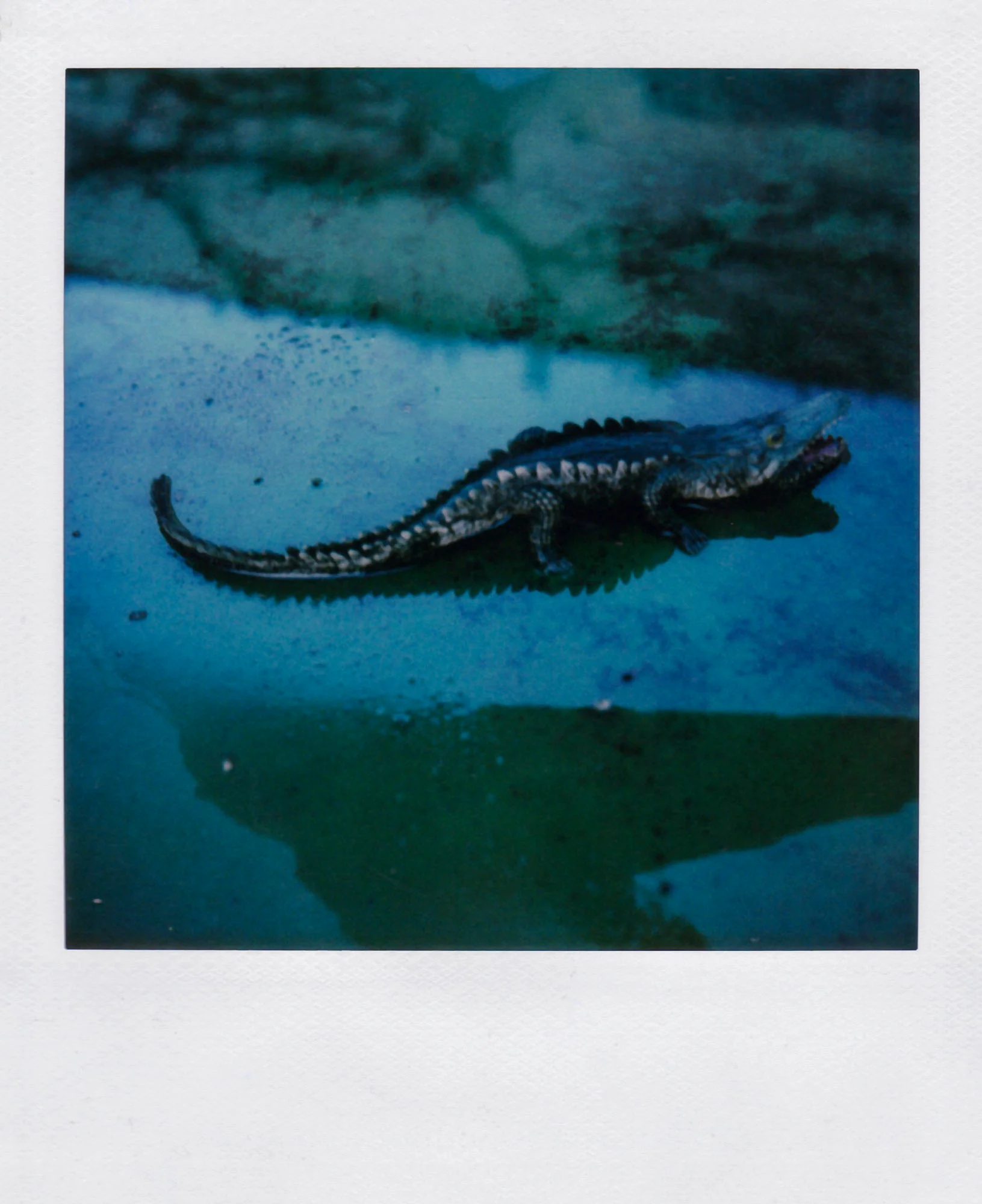 Nobuyoshi Araki <br><em>Object</em>, 2006-2009 - Image 20