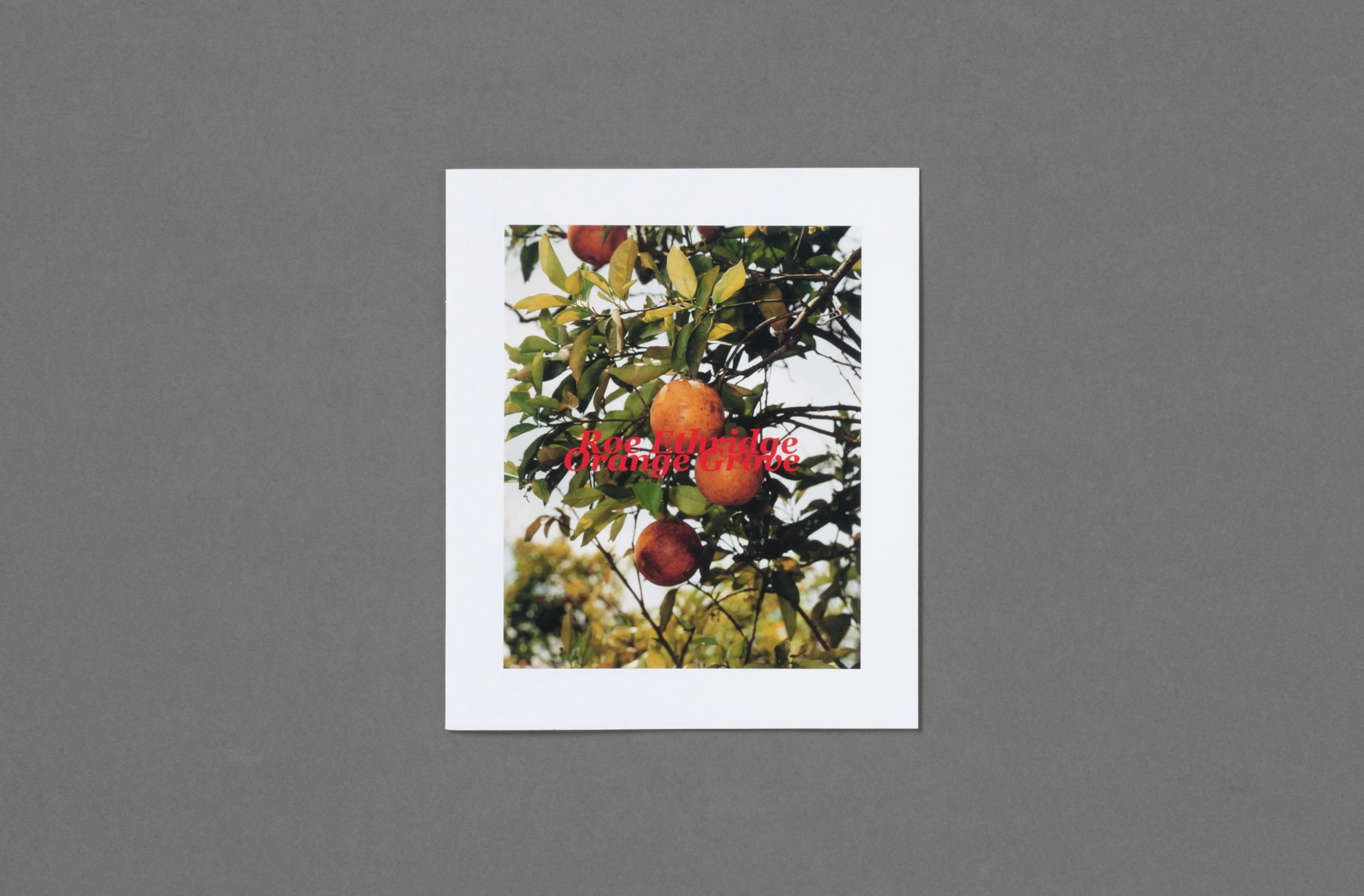 Roe Ethridge - In the Beginning - Image 5