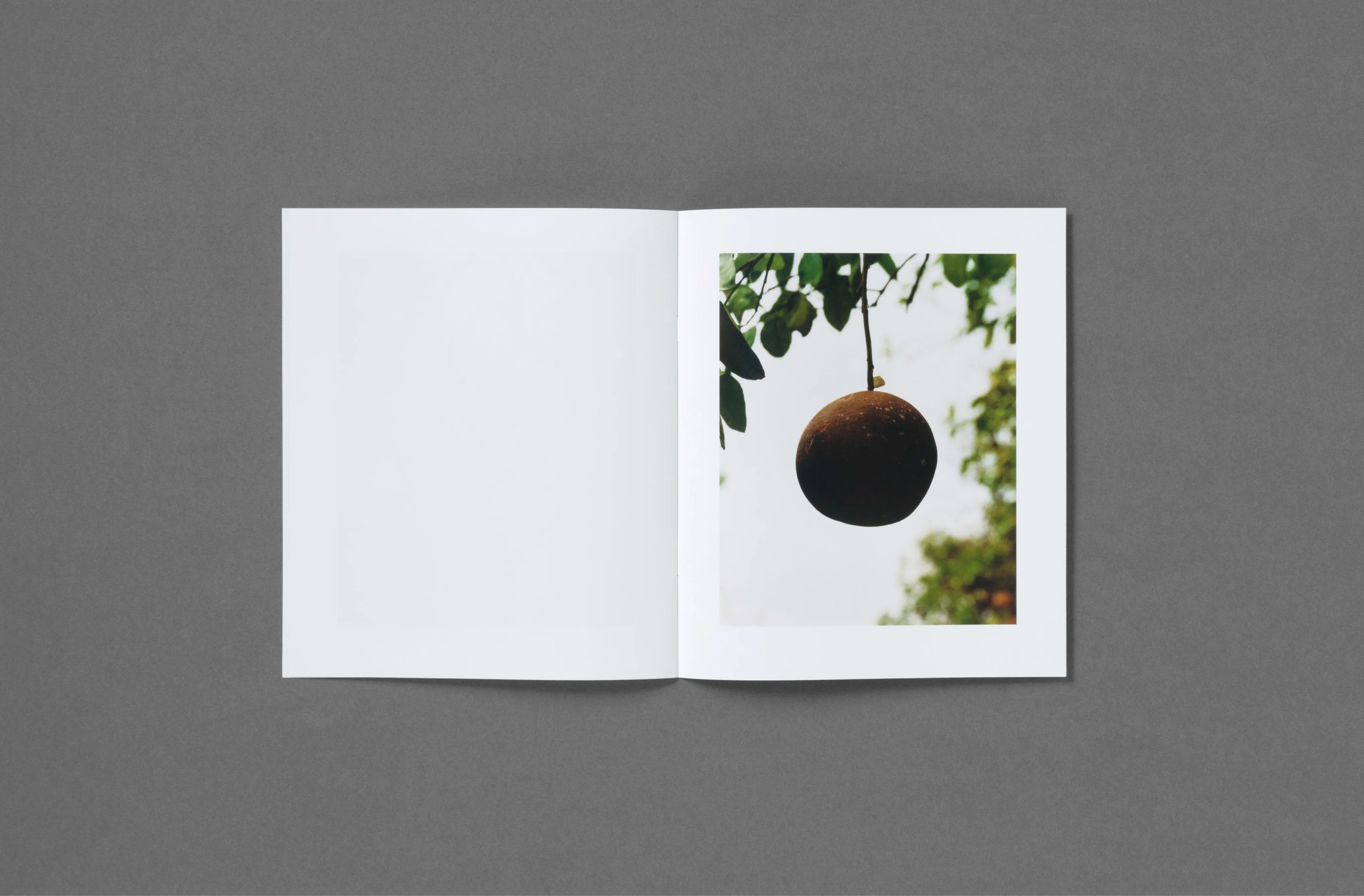 Roe Ethridge - In the Beginning - Image 7
