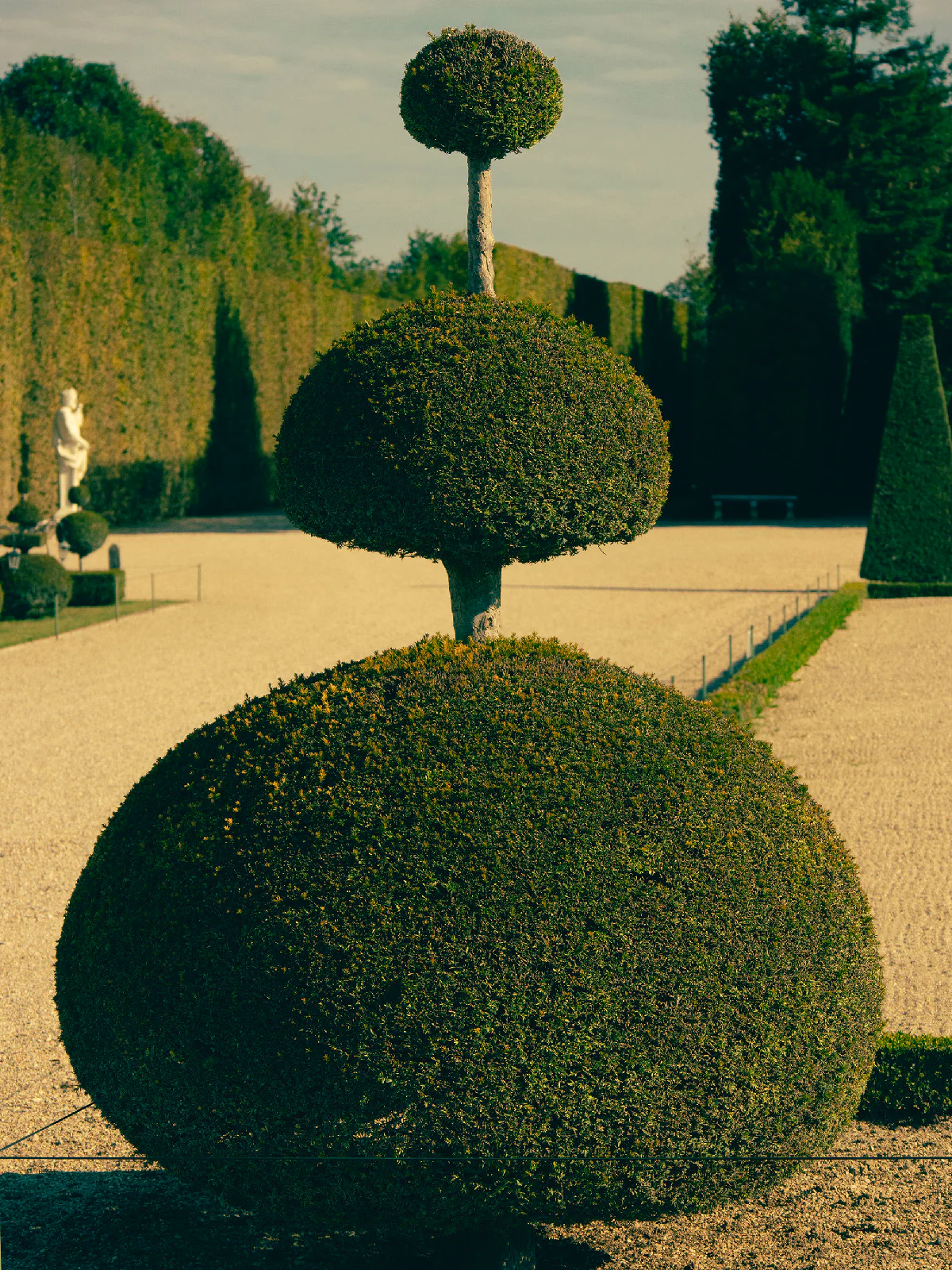 Romain Laprade - Buis 1, Versailles, 2021